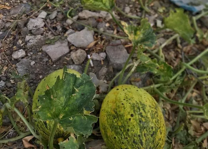 Aparthotel Kardelen Apart *